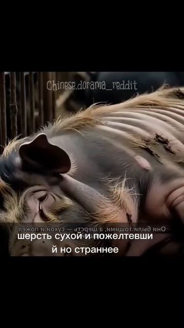 2 Чтобы мясо было вкуснее он каждый день заставлял свиней делать зарядку но двоюродный брат..