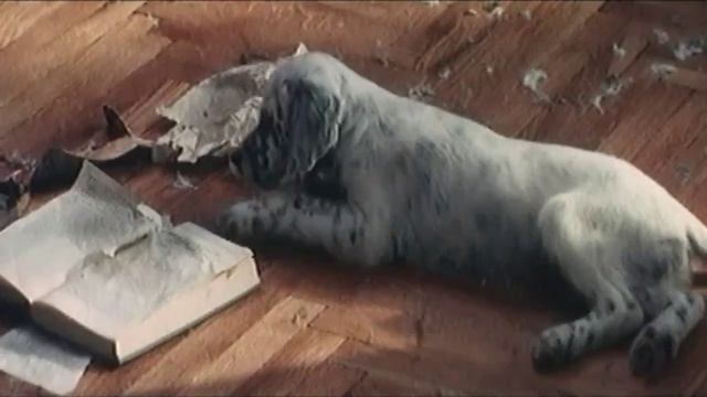 Белый БимЧерное ухо