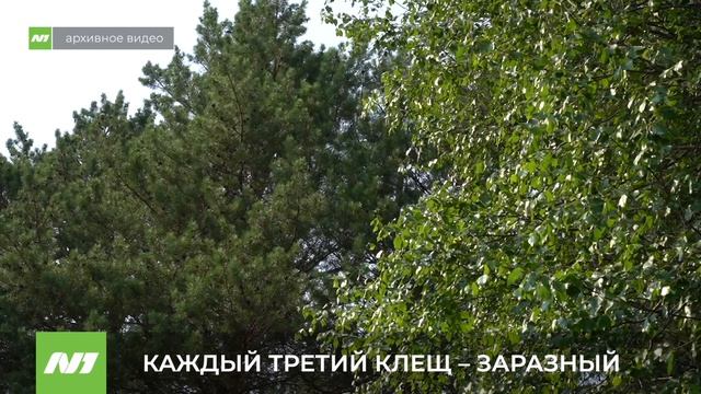 Каждый третий клещ в Югре  заразный