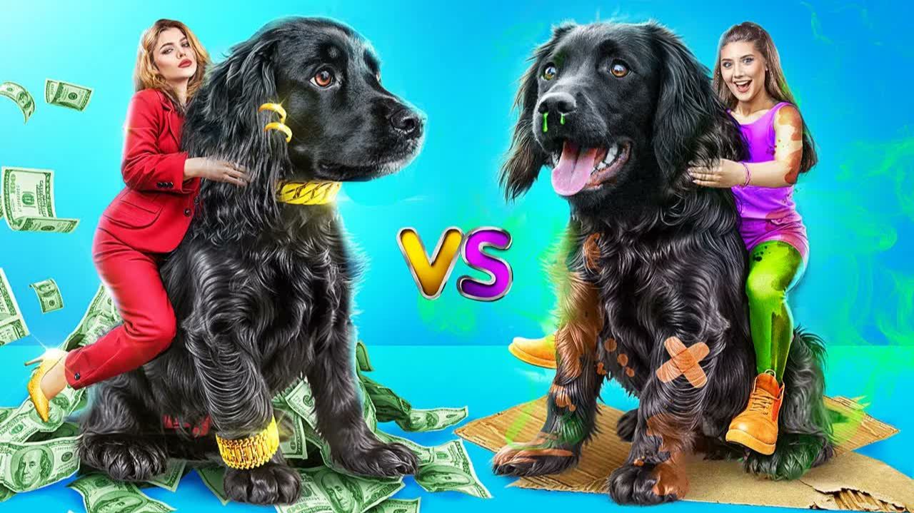 Я спасла бездомного щенка! Бедная Vs богатая девушка!