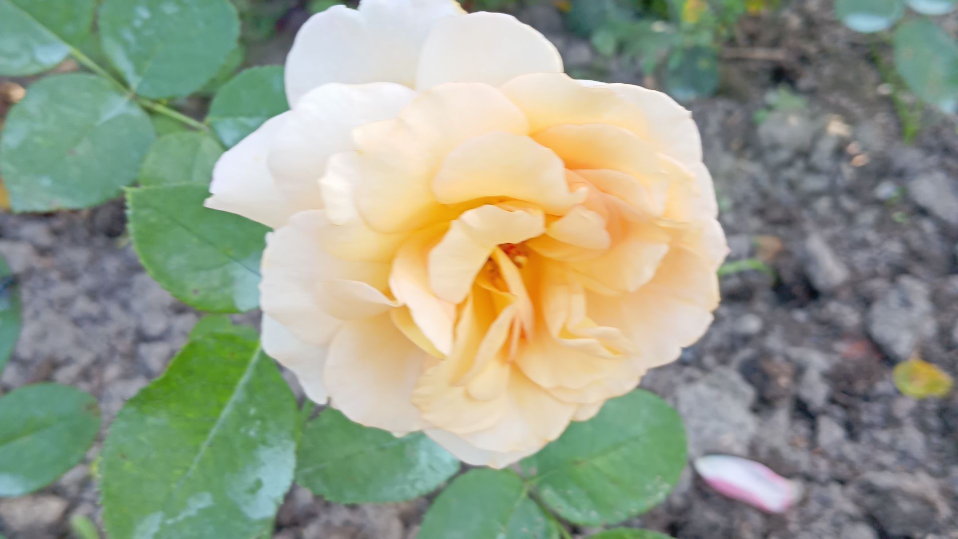 Роза Кокарде.