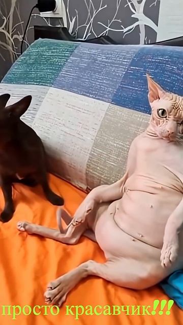 Удивительные животные удобно камеди !!! Cat