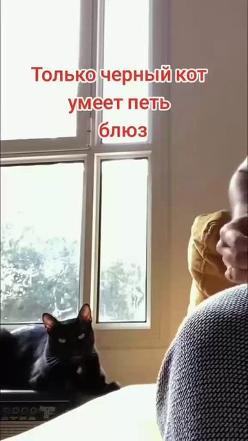 Кот поёт блюз.