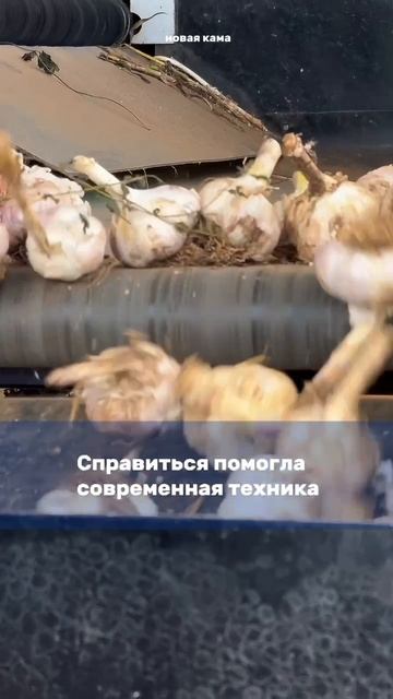СМИ: В хозяйстве Павла Кувайцева завершился один из главных этапов сезона.