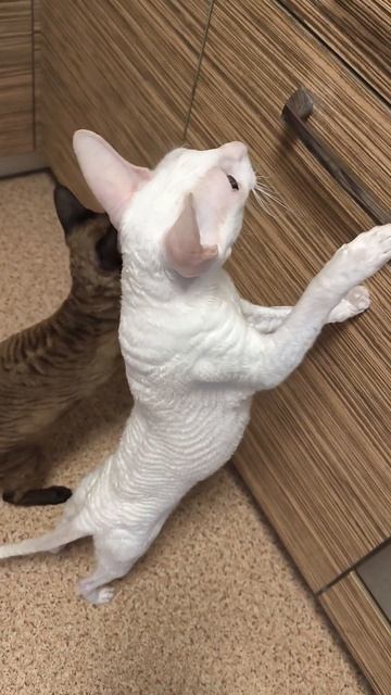 Кошки просят помидор