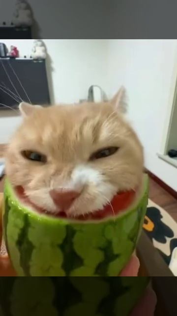 VID_20260826_014122_873.mp4