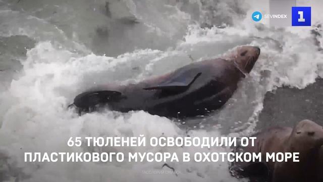 65 тюленеи освободили от пластикового мусора в Охотском море