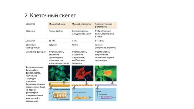 2. Строение клетки. Прокариоты и эукариоты  БИОпесочница  ЕГЭ-2025 по биологии