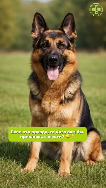 Животное по году рождения