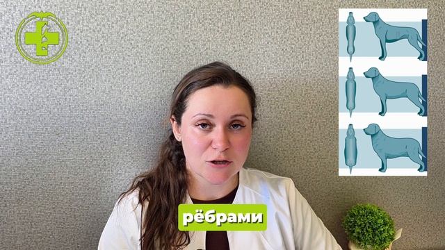 Как понять, нормальный ли вес у вашей кошки или собаки_
