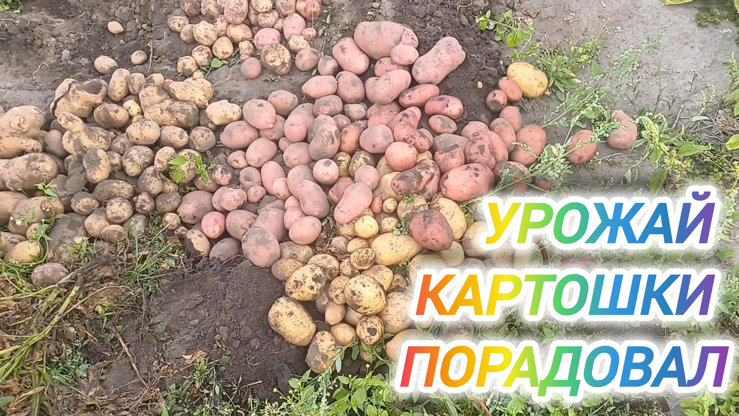 УРОЖАЙ КАРТОШКИ ПОРАДОВАЛ