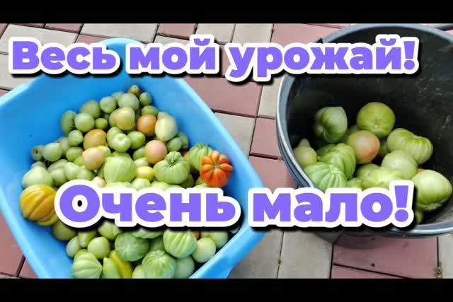 Убрала томаты! В этом году их мало!