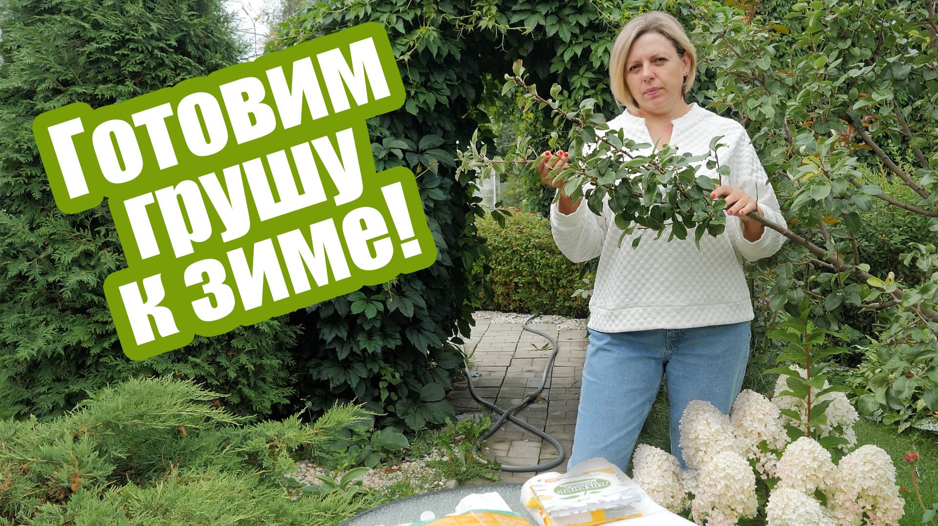Позаботьтесь о груше осенью! Пошаговая инструкция
