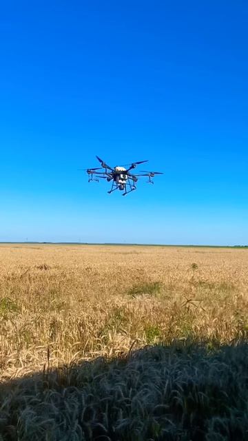 Десикация пшеницы  дроном DJI AGRAS T20 #dji #agras #agrast20 #djit20 #пшеница #ячмень #drone
