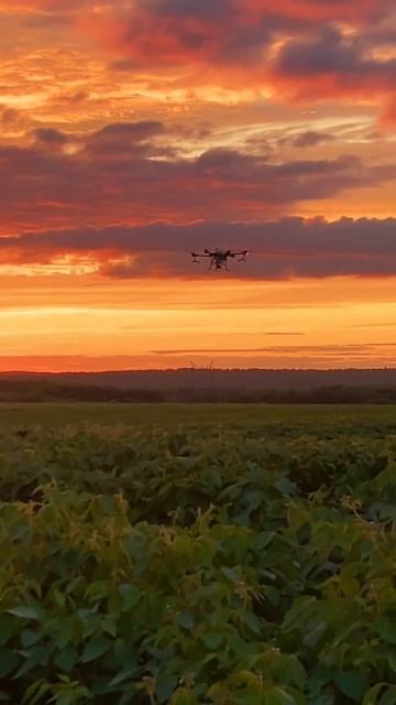 Закат. Дрон. Соя. #dji #djit20 #djiagras #agrast20 #agriculture #agro #закат #drone #дронназакате