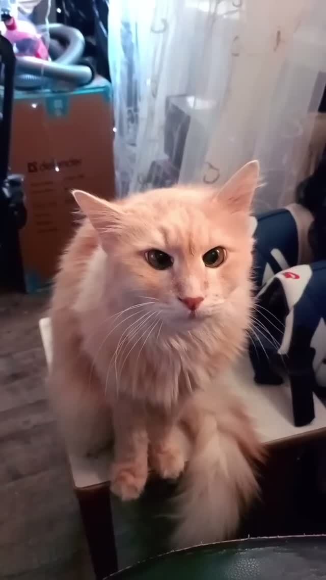Марик хочет ласки! 😽🥰😼 #shorts #shortvideo #cat #cats #meow #please #cutecat #prettycat