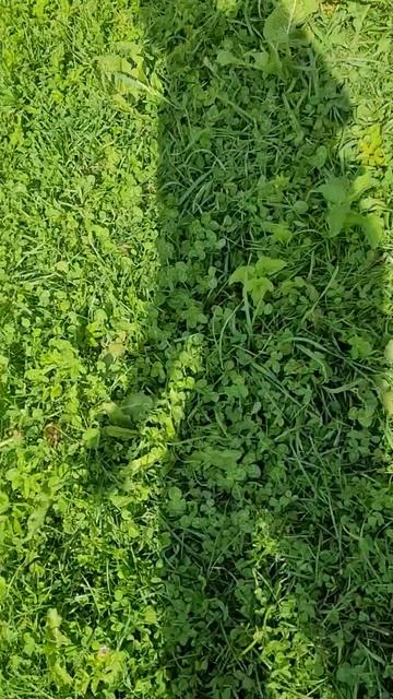 КУРЫ!