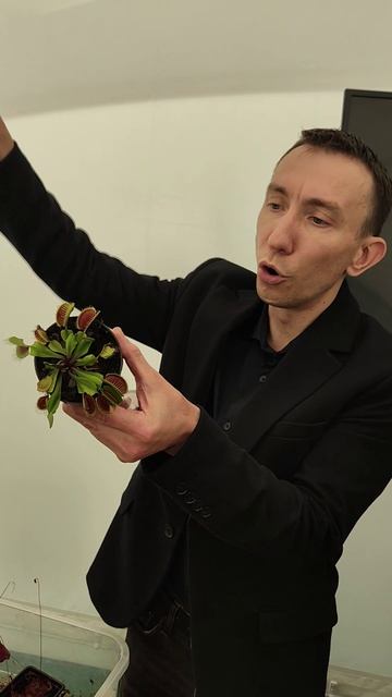 кормление мухоловки