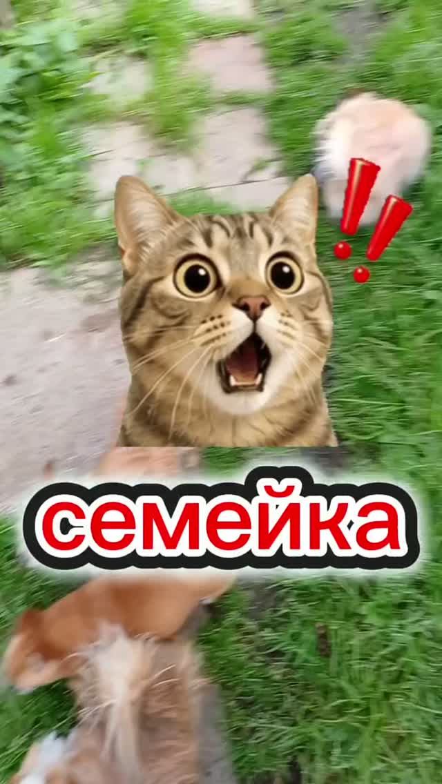 Семейка 🫣