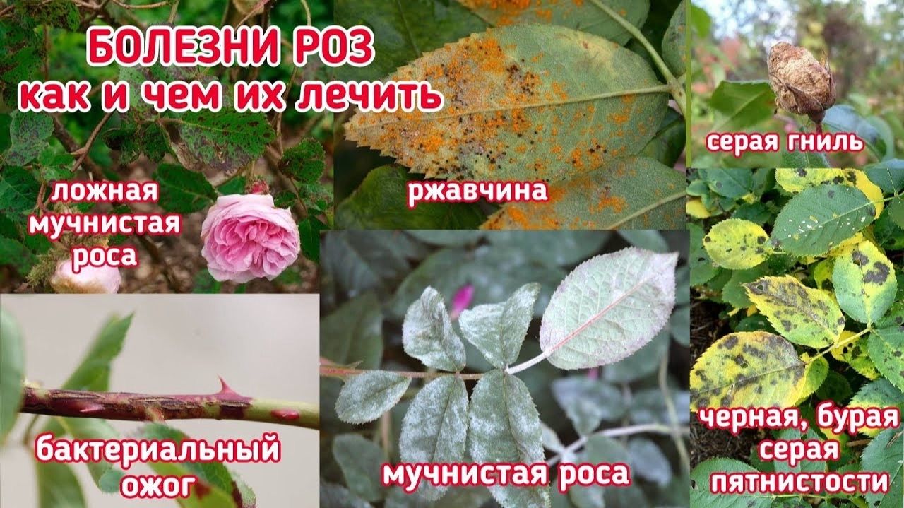 Что делать и чем лечить розы в августе.