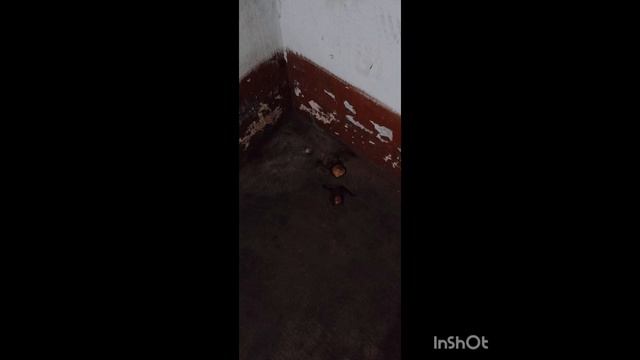 Вроде ещё не зима,а вместо улицы уже ходят в туалет животные,в подъезде дома,а на улице всего-лишь.!