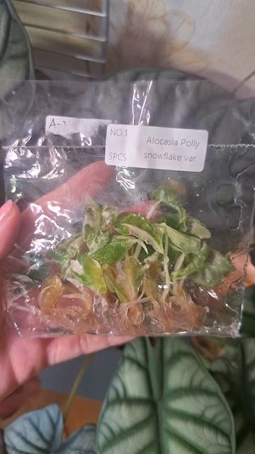 Новая посылочка с клонами