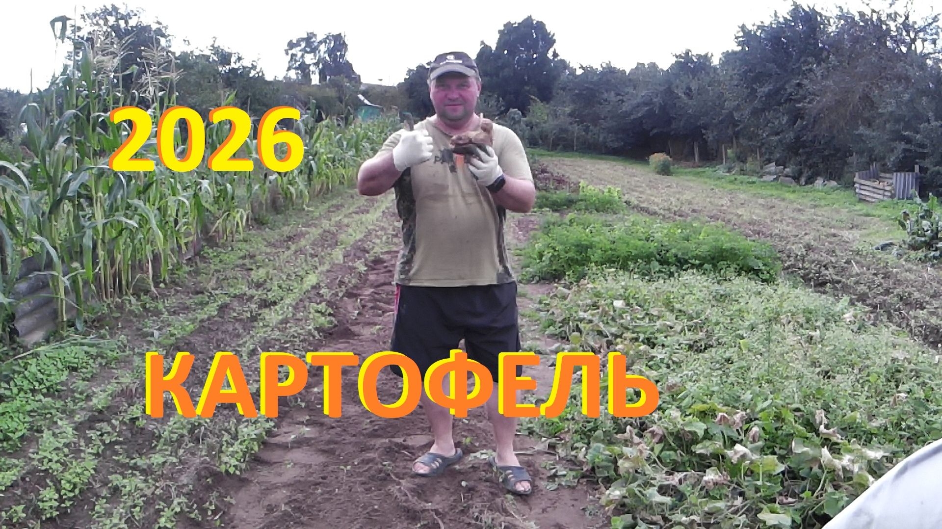 Уборка картофеля 2026