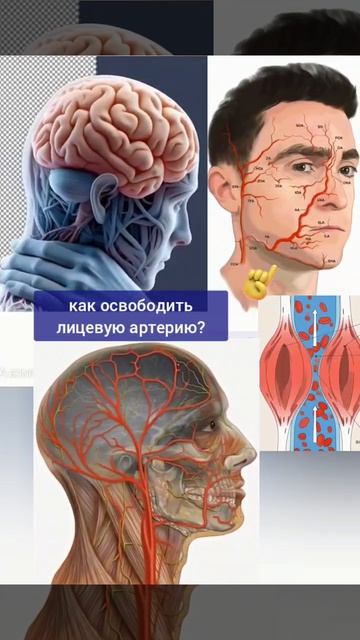 Здоровье глаз и мозга зависит от зажатой лицевой артерии. Упражнения
