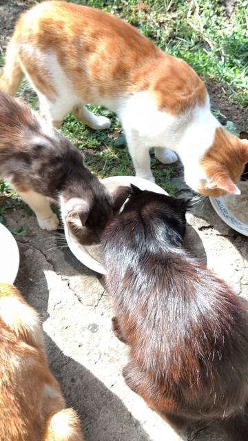Котики наполняют животики.🐱😺🐱