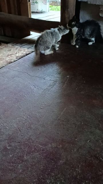 мои кошки дерутся.