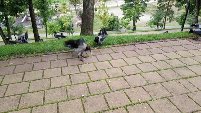 Майкоп. Парк. Кормим воронов