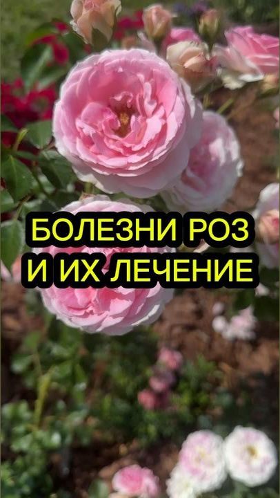 ЧЕМ БОЛЕЮТ МОИ РОЗЫ?#роза #розы #белезнироз #мучнистаяроса #лмр #ржавчина #самсебеагроном