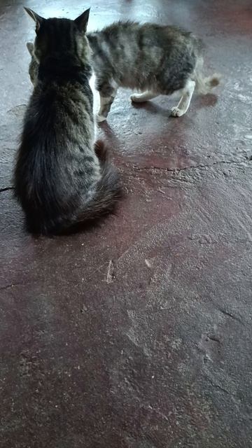 кошки дерутся?