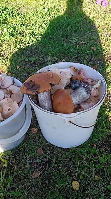 VID_20260828_172003[1]