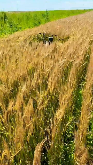 И такое бывает  #природныепейзажи #drone #русскоеморе #agrast20 #farming #djit20 #agriculture