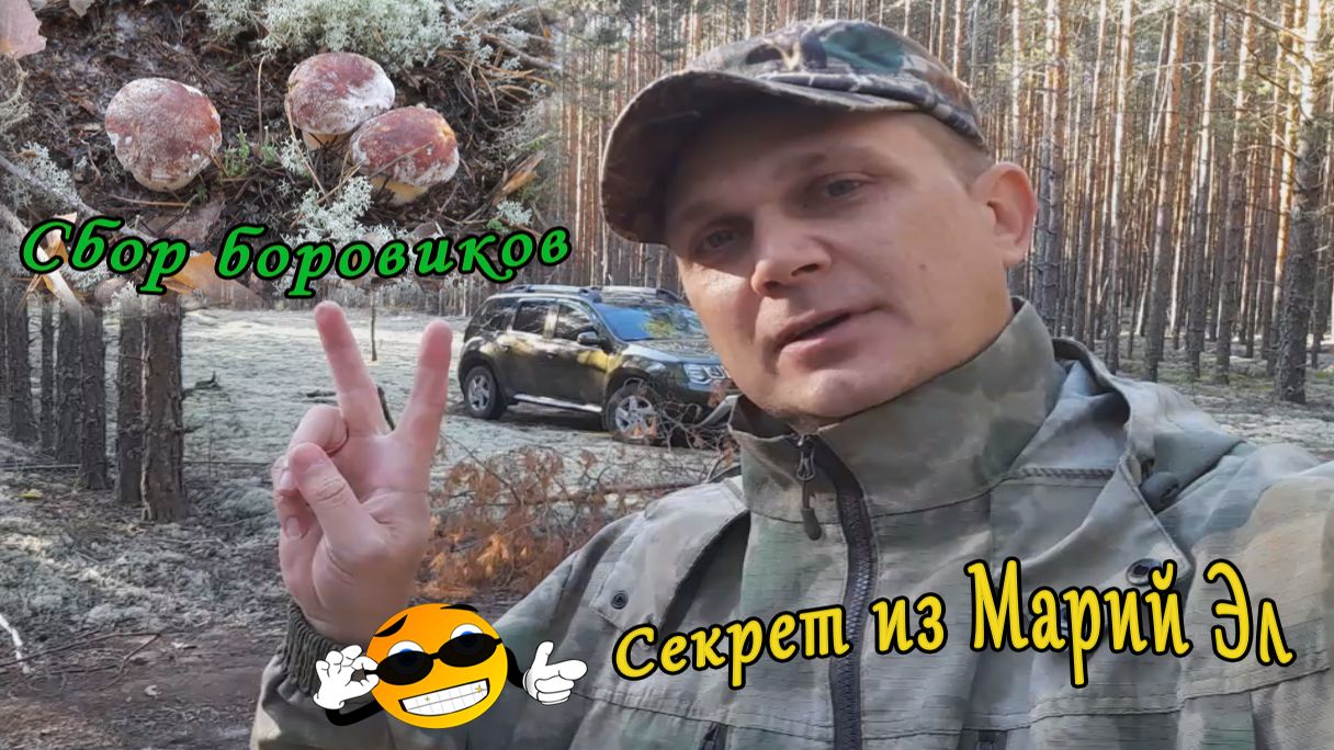 Сбор боровиков! Секрет из Марий Эл!