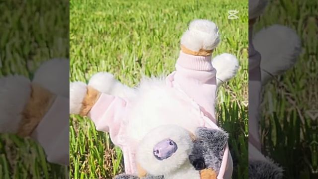 //MINT AUSSIE\\ АУССИ ✨