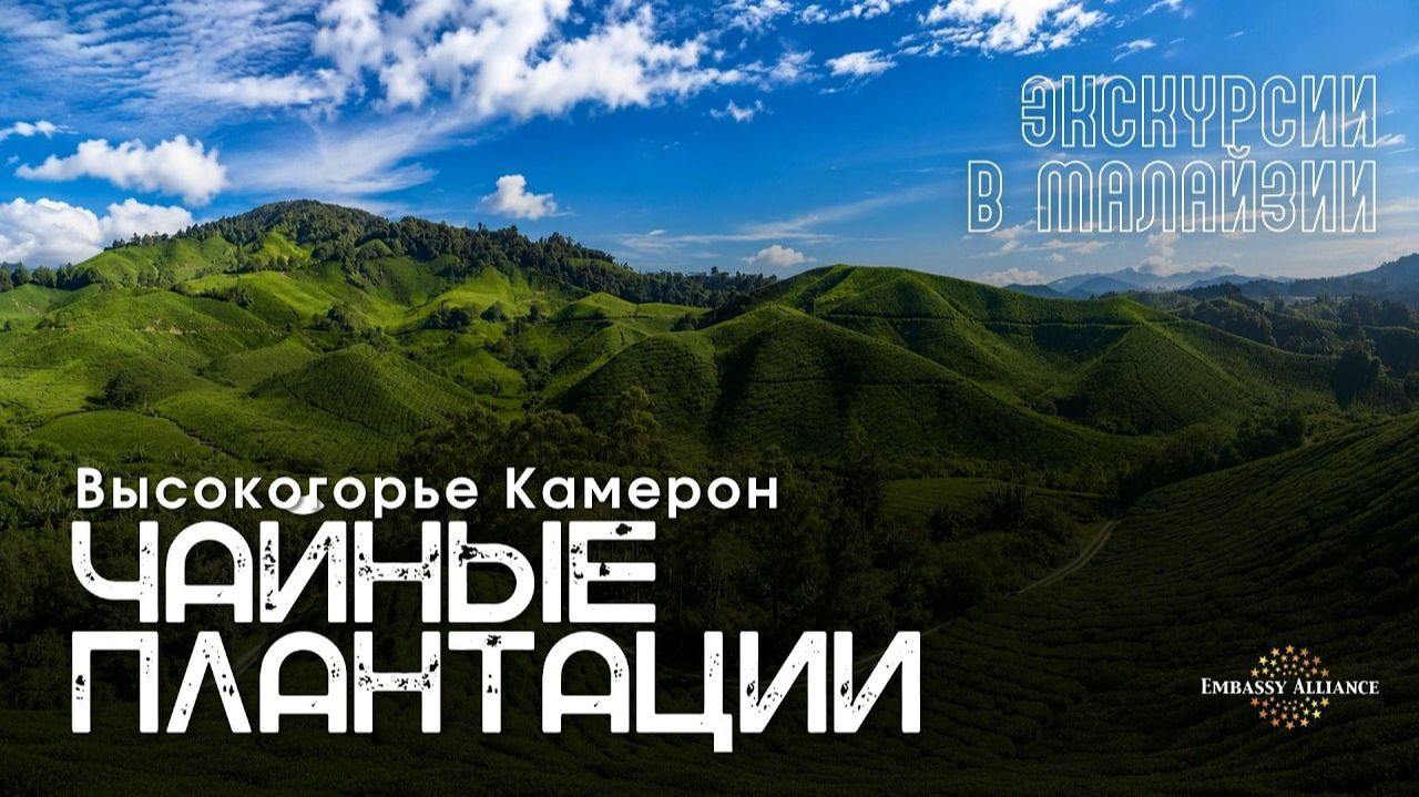 Чайные плантации BOH в Cameron Highlands - одна из главных достопримечательностей Малайзии