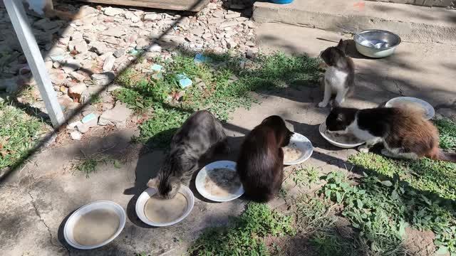 С началом осени, дорогие подписчики🐱😺🐱