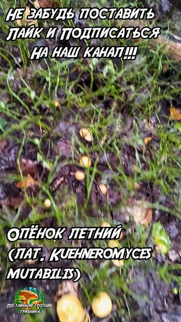 Летний опёнок