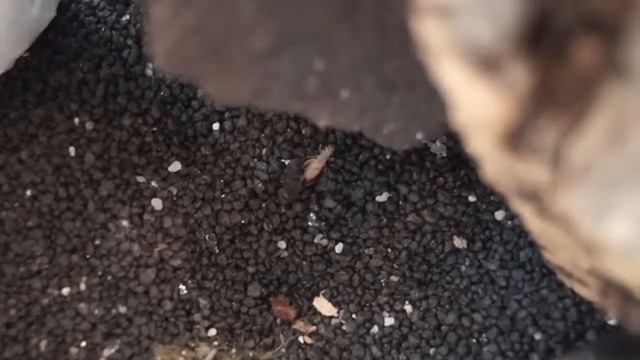 Myrmica Rubra Feeding #1 (in English)