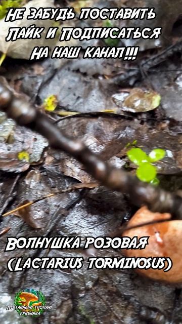 Розовая волнушка