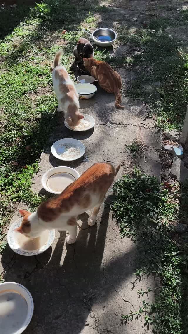 2 сентября 🐈