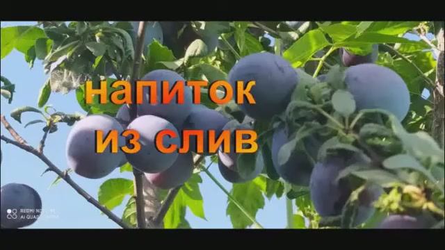 НАПИТОК ИЗ СЛИВ.ВКУСНЕЕ НЕ БЫВАЕТ!