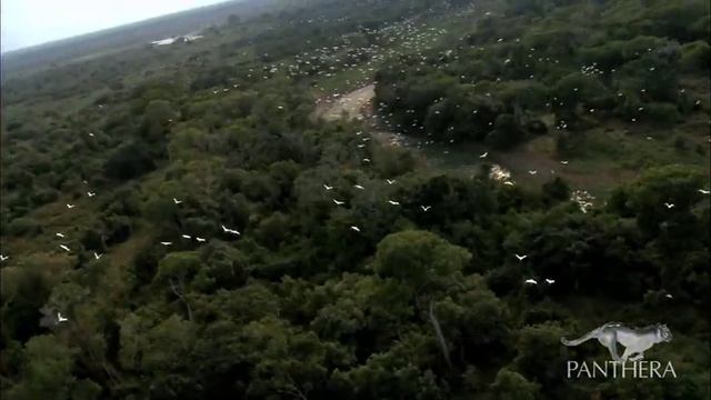 Aerial View Of The Brazilian Pantanal Landscape