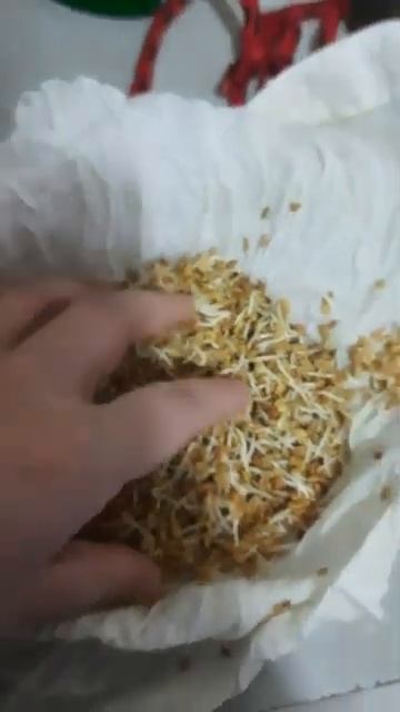 Fenugreek Seed With Roots#viralshorts