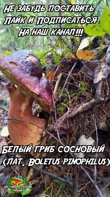 Сосновый белый гриб