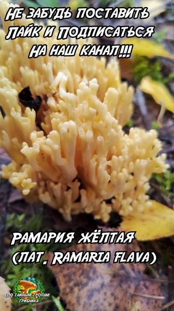 Рамария жёлтая