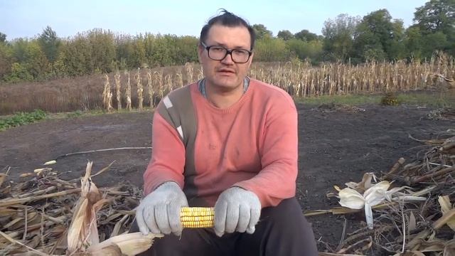 Наш секрет хорошего урожая кукурузы.  Какие семена кук