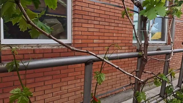 нармировка винограда гроздями